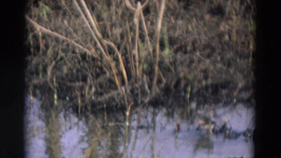 Small bird remains near the marsh waterline in a grainy 1969 8mm Chicago nature shot with reeds and gate edges visible.
