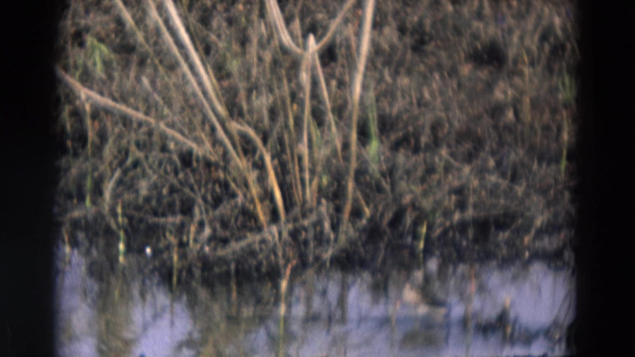 1969 Chicago-area 8mm frame showing reeds, brush, reflective water, and a small bird at the wetland margin.