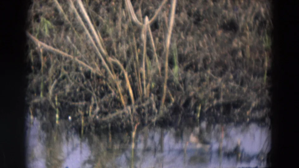 1969 Chicago-area 8mm frame showing reeds, brush, reflective water, and a small bird at the wetland margin.