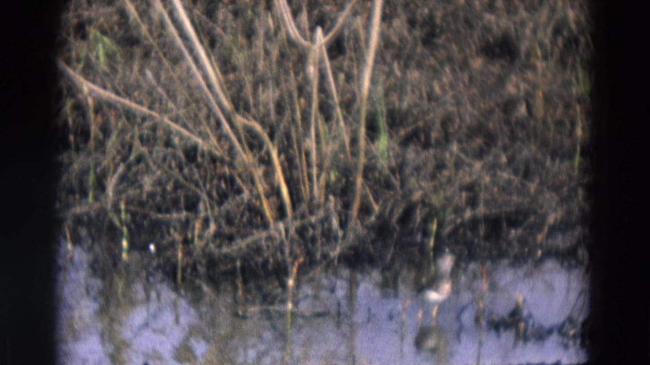 1969 Chicago-area wetland view with tall reeds, muddy shoreline, water reflections, and a small bird at frame right.