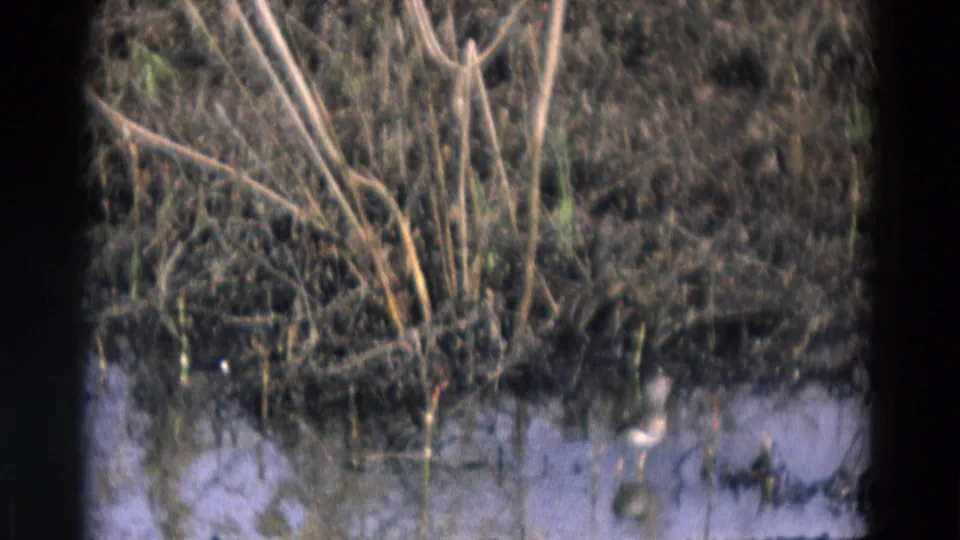 1969 Chicago-area wetland view with tall reeds, muddy shoreline, water reflections, and a small bird at frame right.