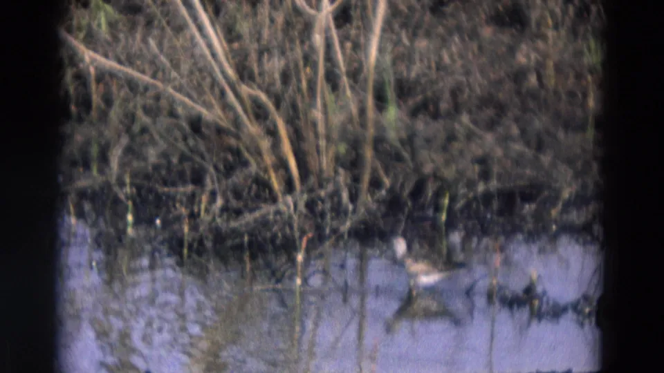 1969 Chicago-area 8mm frame with a small bird crossing shallow water beneath reeds and tangled wetland growth.