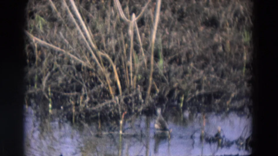 1969 Chicago-area home-movie frame showing reeds, dark brush, reflective water, and a small bird near the lower right.