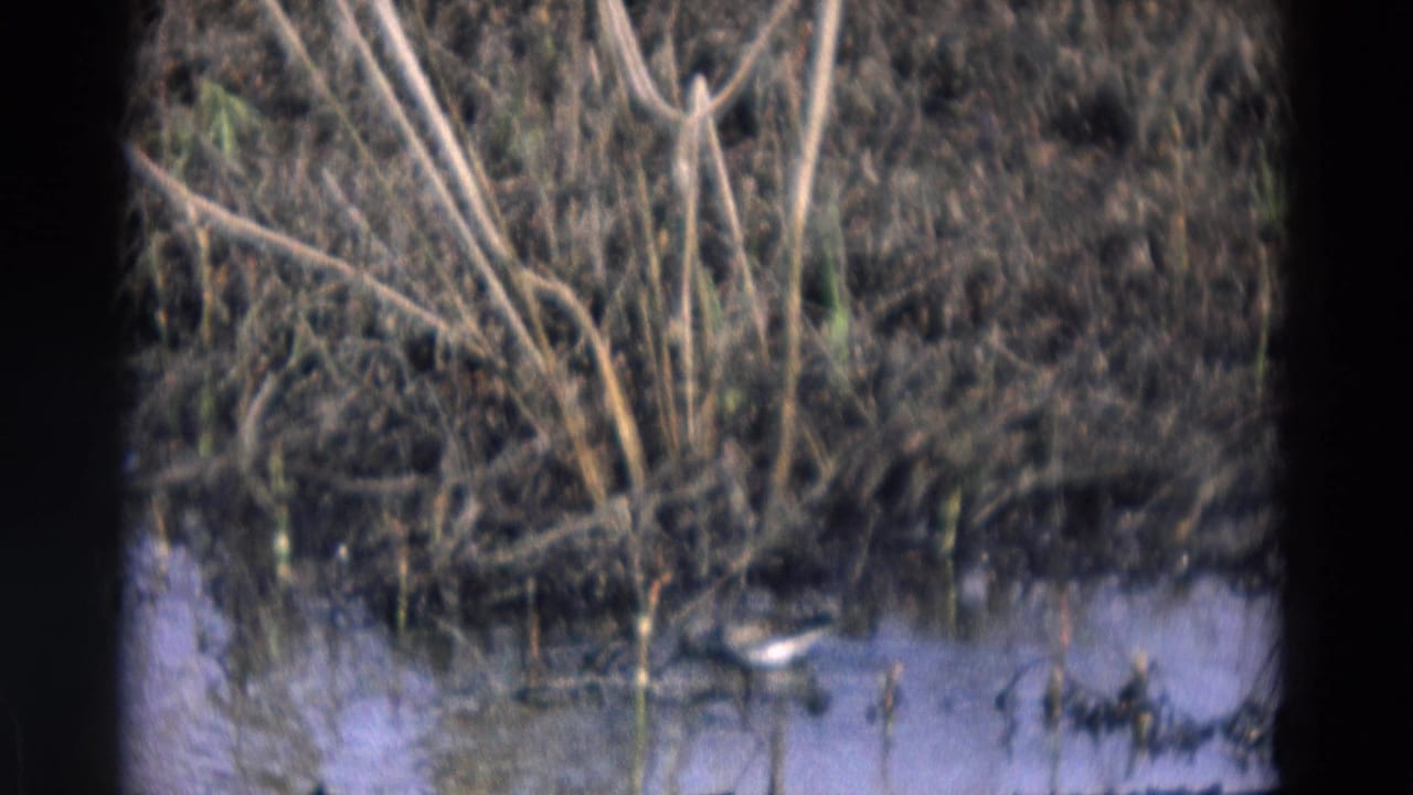 Duck at the edge of a pond below reeds and brush.