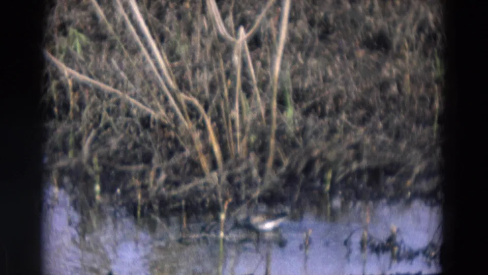 1969 Chicago-area 8mm frame showing a duck near pond water beneath reeds and tangled brush.
