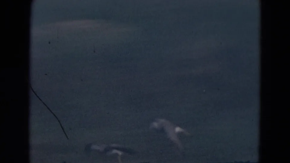 Final 8mm frame shows duck shapes near the bottom edge against a dark, soft-toned background as the movement leaves the scene.