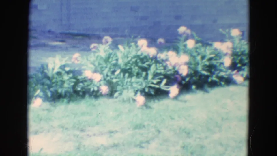 1969 Diller, Nebraska home-movie frame of a low flower bed with pale pink and white blooms set against grass and a simple wall.