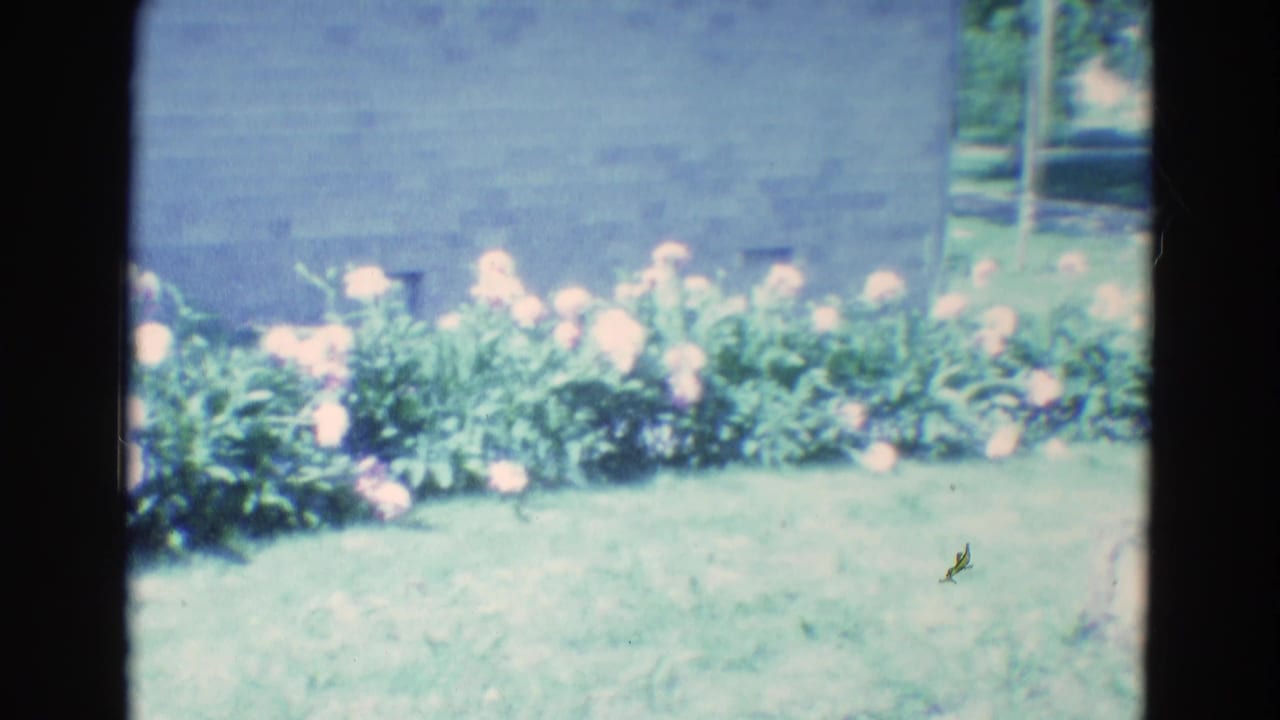 Flower bed and green lawn beside a light-colored outbuilding in bright sun.