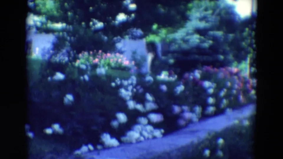 1969 home-movie frame of a residential flower bed in Diller, Nebraska, with white blooms, pink flowers, lawn, and shade trees.