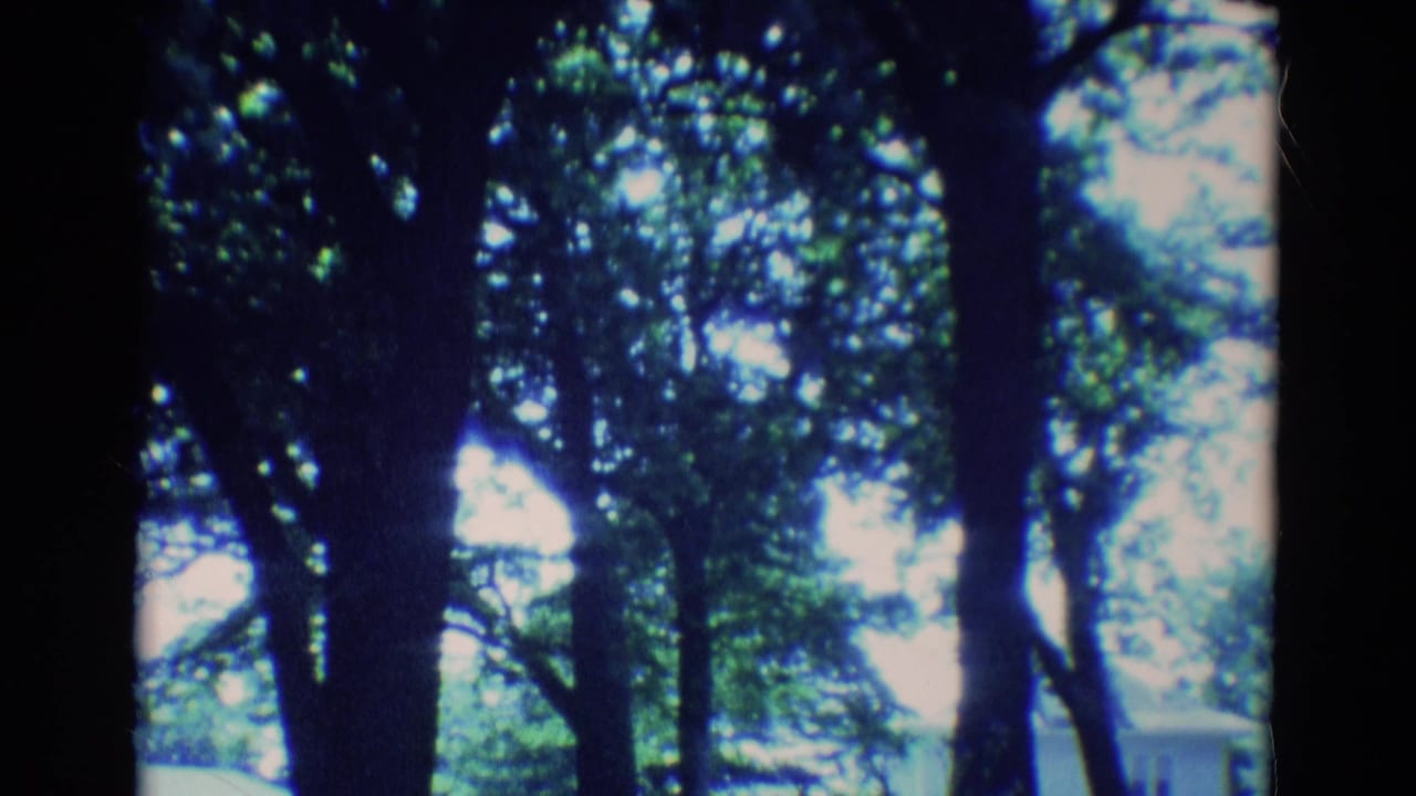 Dark tree trunks and leafy branches frame a sunlit lawn beyond.