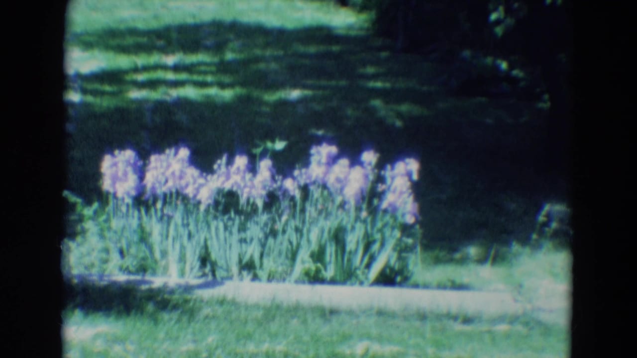 Purple flowers grow in a garden bed beside a green lawn.