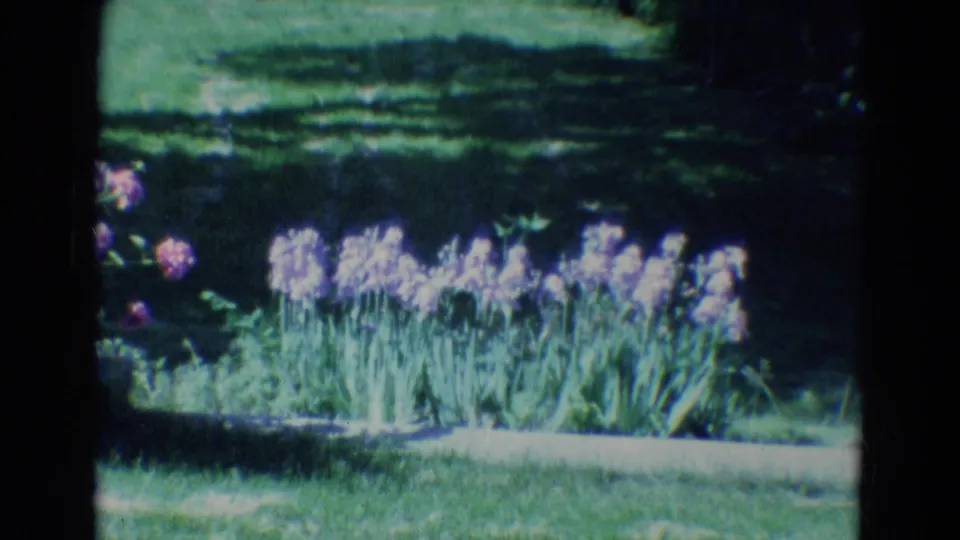1969 8mm frame of a Nebraska garden bed with pale purple flowers, grass, and dark tree shade.