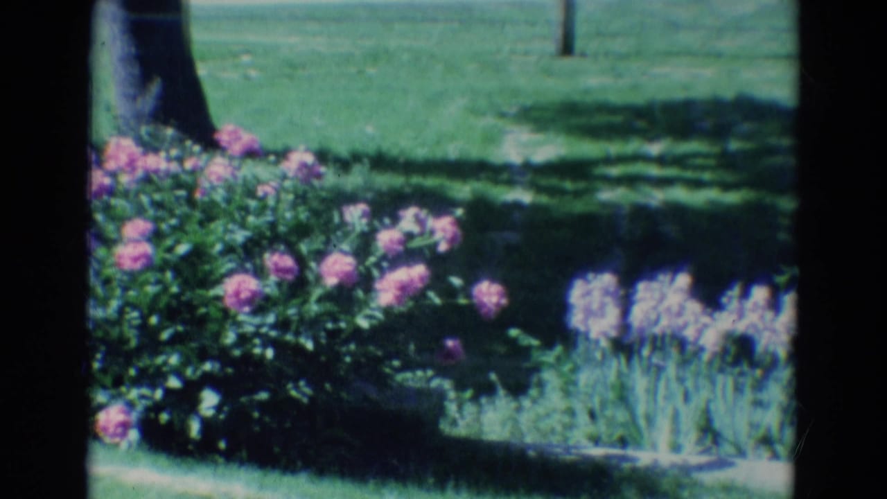 Pink flowers and green foliage beside a lawn with tree trunks in the background.