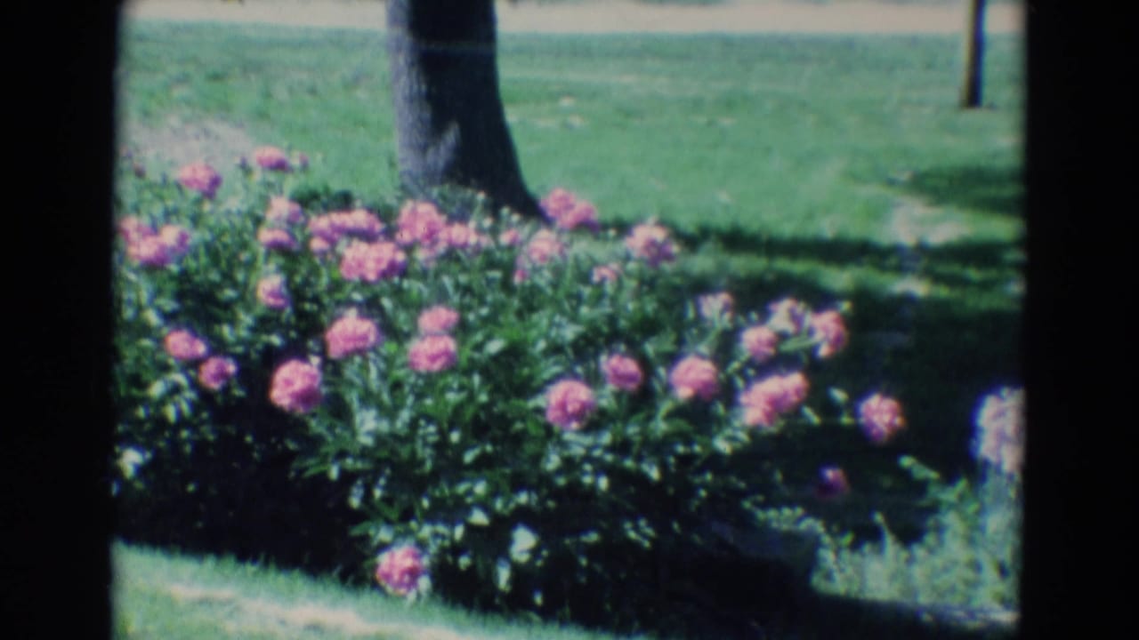 1969 Diller, Nebraska garden view with pink blossoms, leafy plants, grass, and shaded tree trunks.
