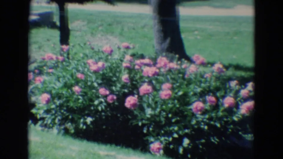 1969 Diller, Nebraska 8mm still of a lush pink flower bed along a sunny yard.