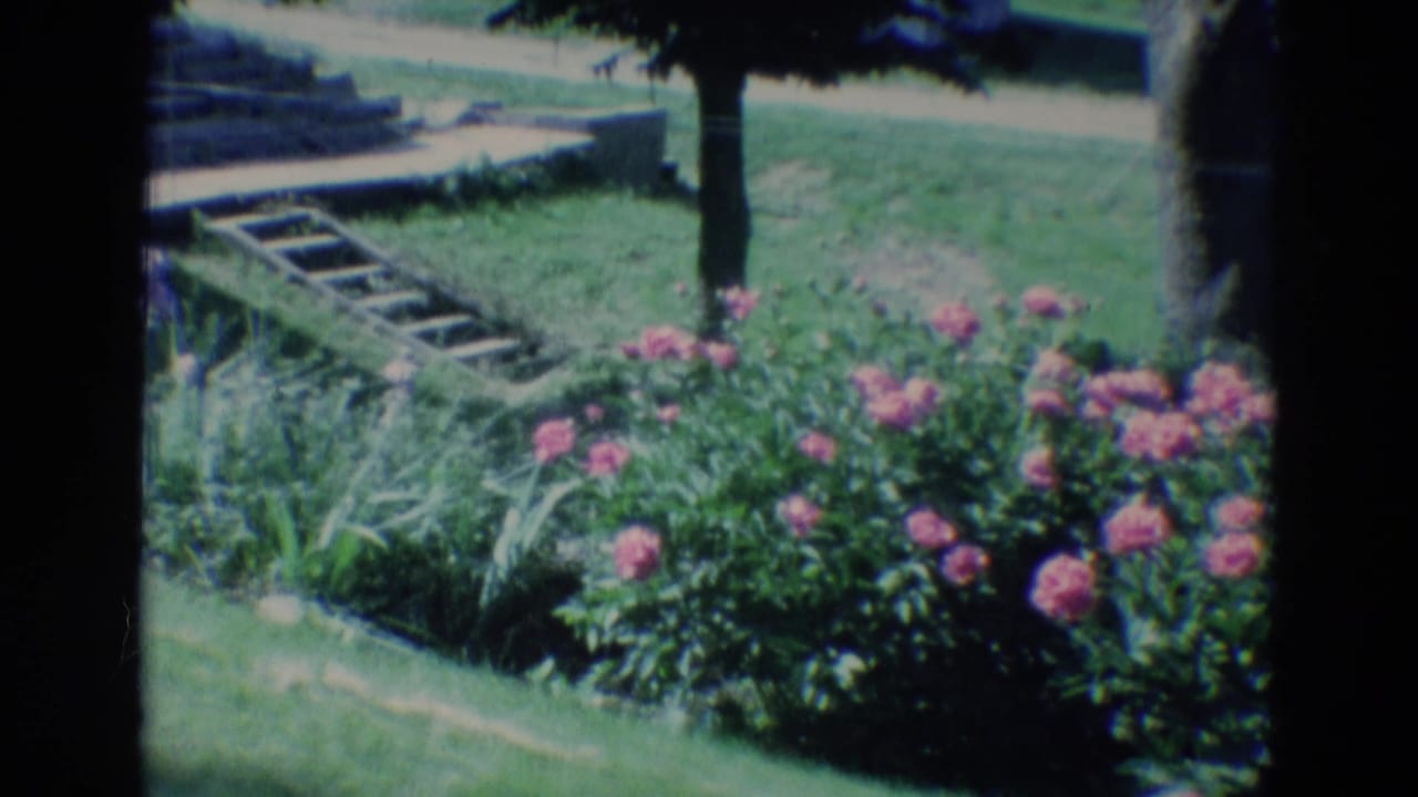 Pink flowers and lawn beside concrete steps and a small wooden ladder in a shaded yard.