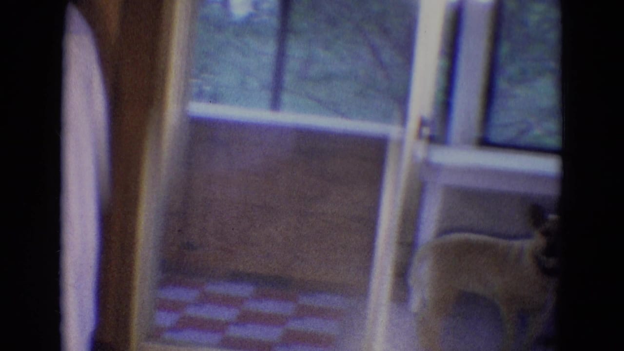 Light-colored dog on a covered balcony seen through a sliding glass door, with a person partly visible at left.
