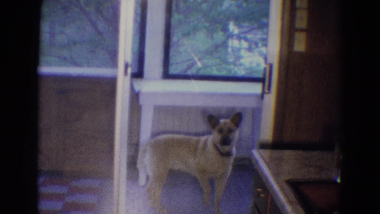 Light-colored dog with a dark collar stands alert on a covered balcony beside a sliding glass door.