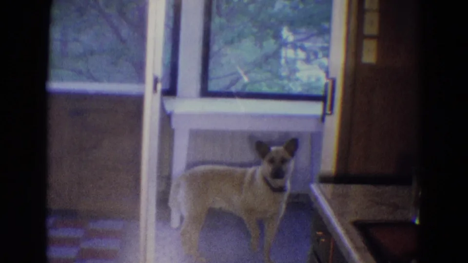 A light-colored dog with a dark collar faces the camera from a covered balcony in Diller, Nebraska 1969 home-movie footage.