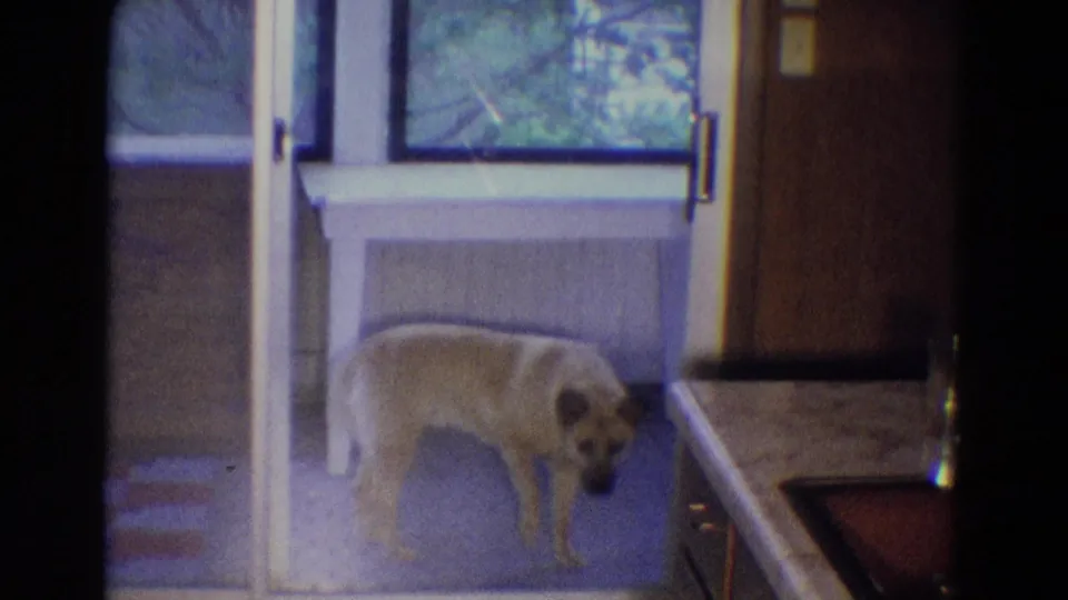 The dog dips its head near the glass door on a covered balcony, with checkered tile and wood paneling visible in the 1969 home movie.