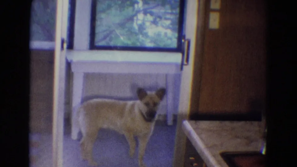 A light-colored dog looks inward from the covered balcony in Diller, Nebraska 1969 footage, with trees and wood paneling in view.