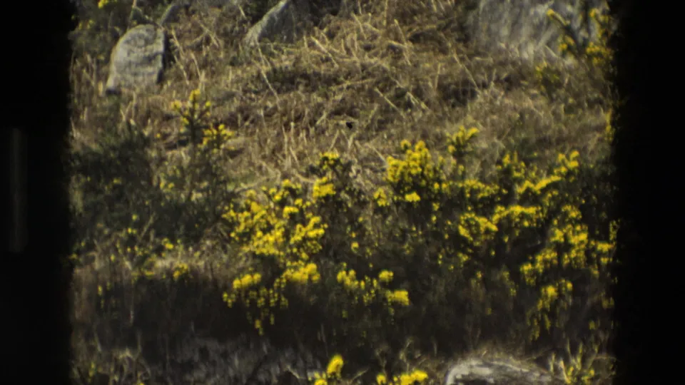 1969 England 8mm frame showing yellow gorse flowers among dry grasses, scattered stones, and rough hillside ground.