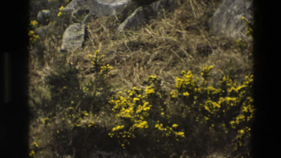 1969 England 8mm frame with yellow gorse, dry hillside grass, and scattered rocks in a scrubby rural landscape.
