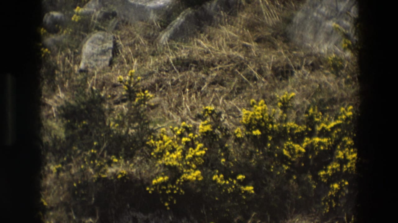 Sunlit hillside with yellow gorse, dry grass, and grey rocks framed by dark film edges.