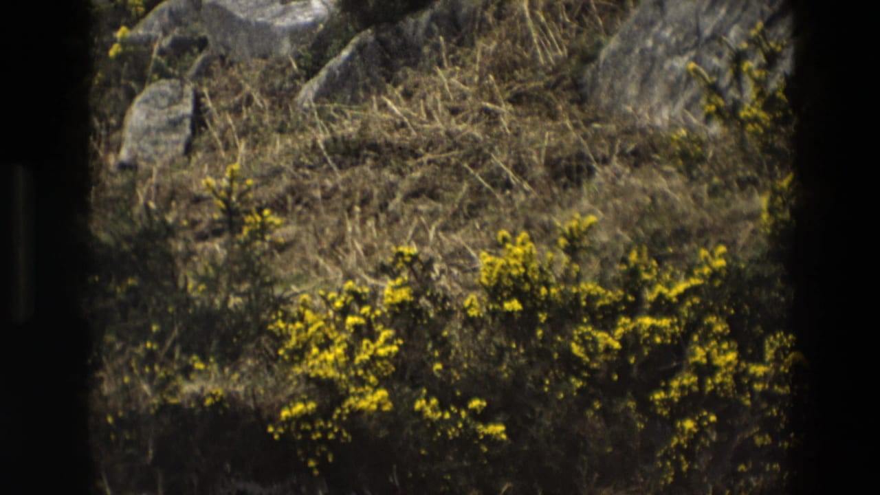 Dry grassy slope with yellow gorse and scattered rocks seen through dark frame borders.