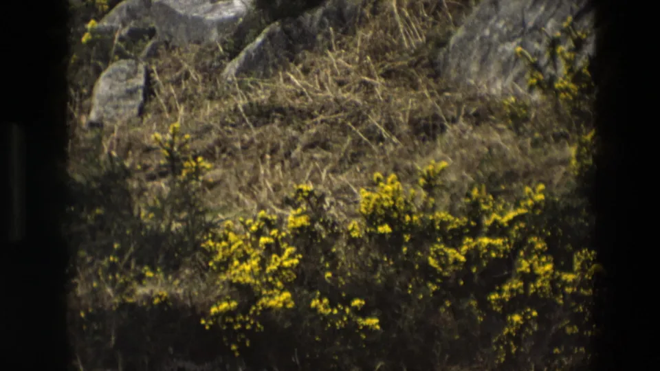 Late-1960s 8mm view of an English hillside with yellow flowering gorse, dry grass, and rocks.