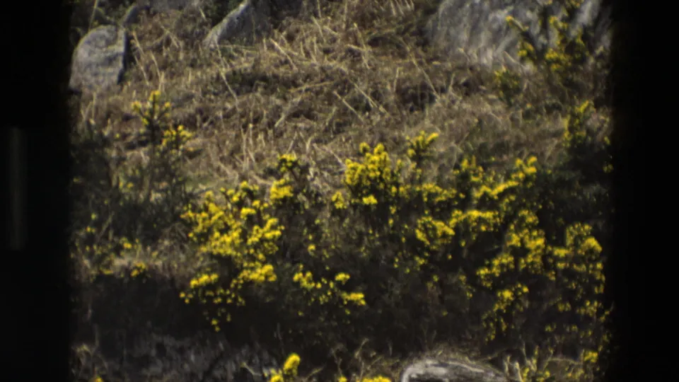 1969 England countryside frame with dense yellow gorse in the foreground and a dry rocky slope behind.