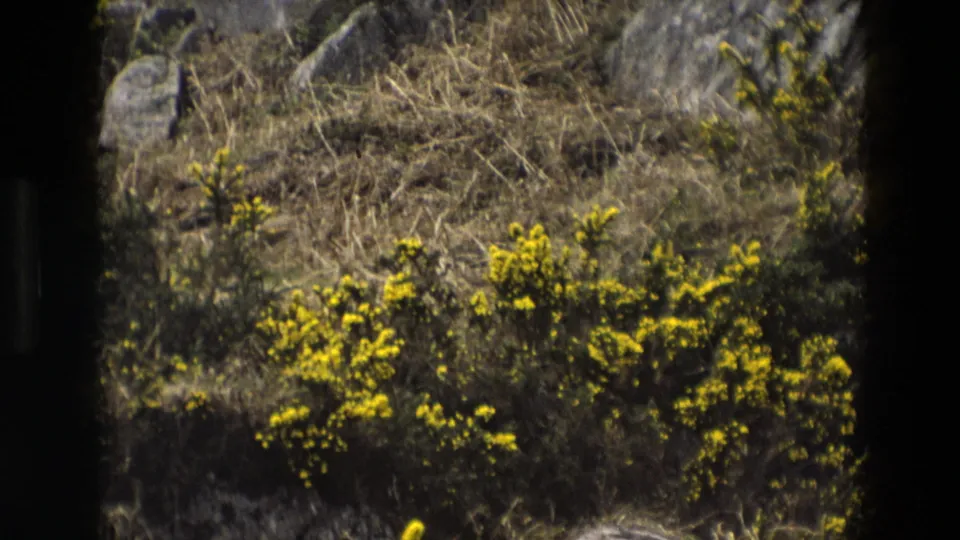 8mm home-movie frame from England in 1969 showing yellow gorse across a dry, rock-strewn hillside.