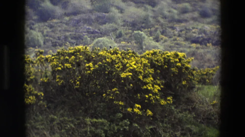 Yellow flowering bushes fill the foreground of a 1969 England rural home-movie view, with a wooded hillside behind them.