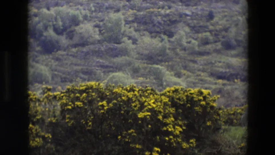 A dark window frame divides a 1969 England rural view of yellow flowering bushes, green growth, and a wooded hillside.