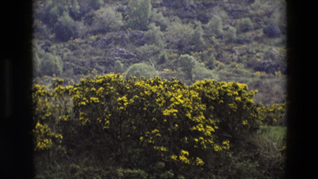 Yellow gorse hedgerow below a wooded hillside, seen through dark frame edges.