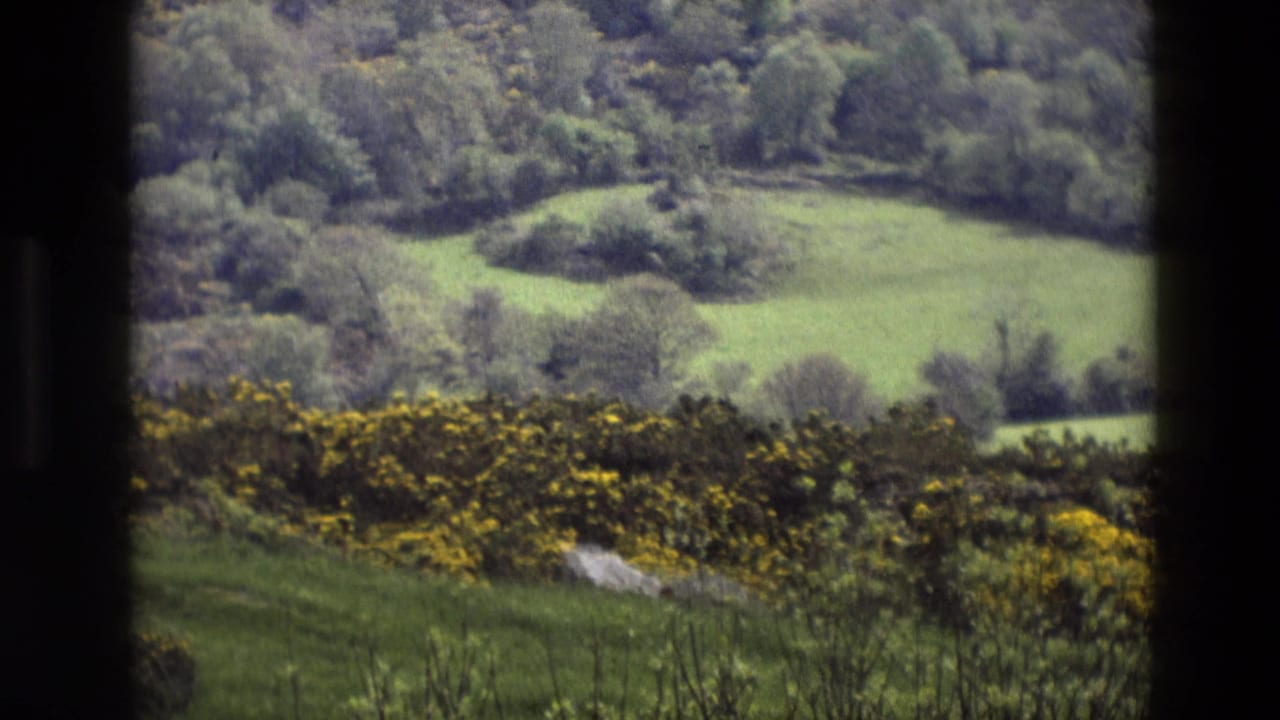Green fields and wooded hillside beyond yellow flowering shrubs, divided by a dark window frame.