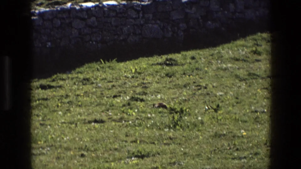 1969 England 8mm frame showing sunlit grass, a low weathered stone wall, and dark vertical film edges.