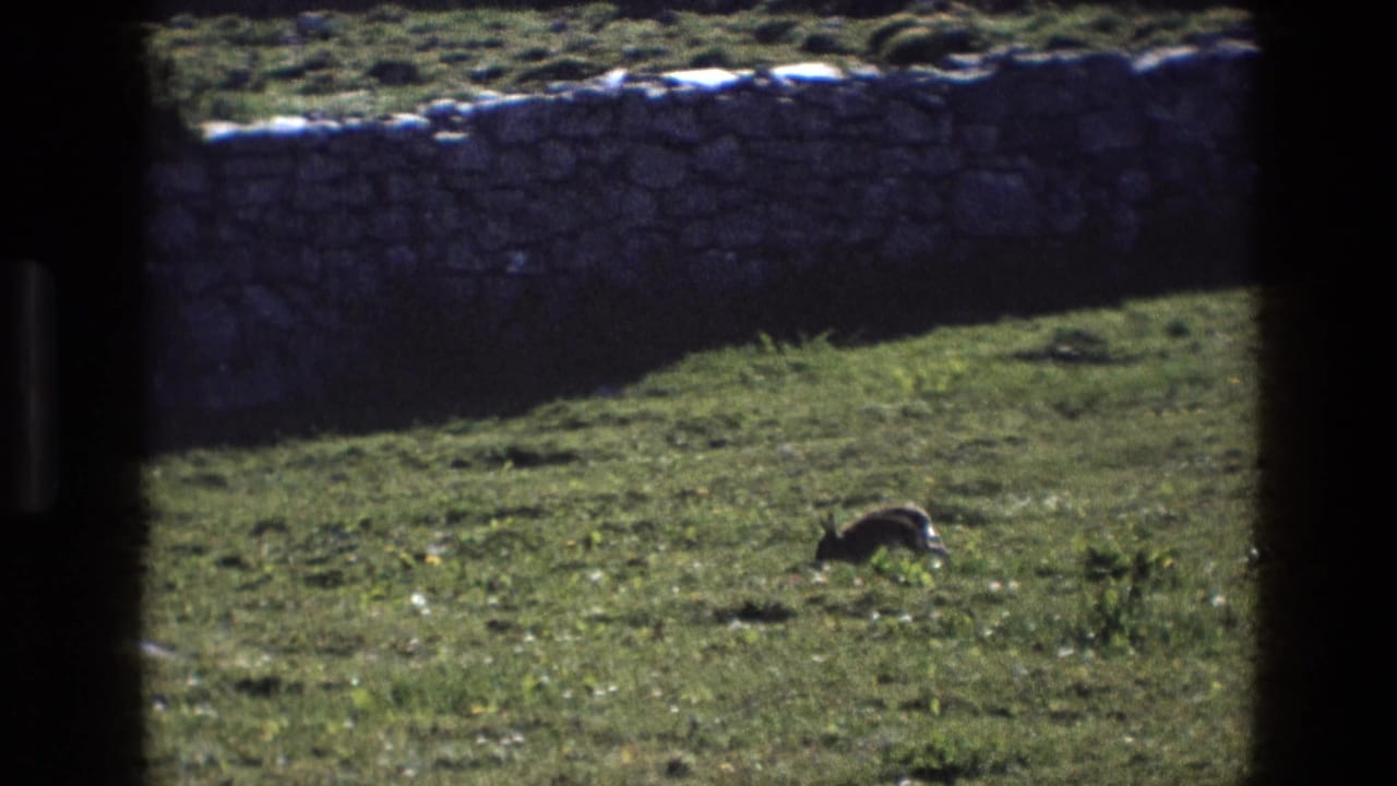 1969 England 8mm frame showing a rabbit crossing sunlit grass near a low stone wall, seen through dark window-like borders.