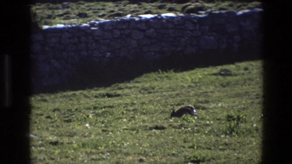 1969 England 8mm frame showing a rabbit crossing sunlit grass near a low stone wall, seen through dark window-like borders.