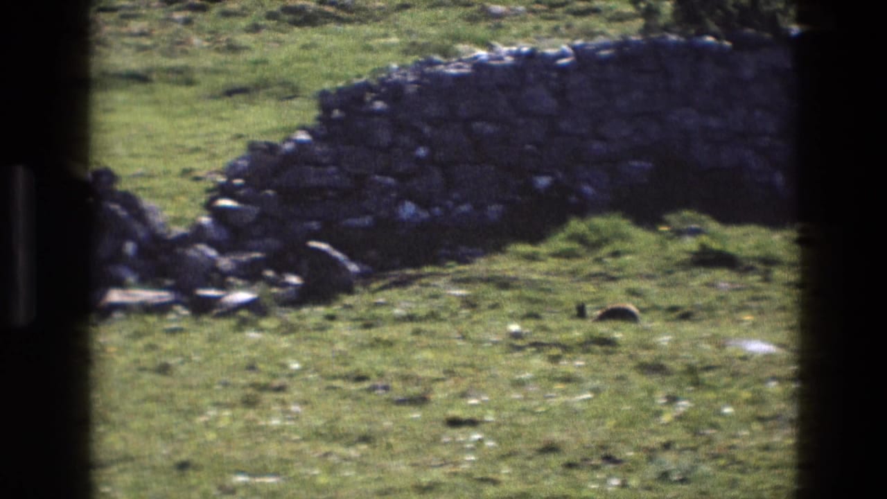 Grassy field and curved stone wall with no clearly visible animal in the frame.