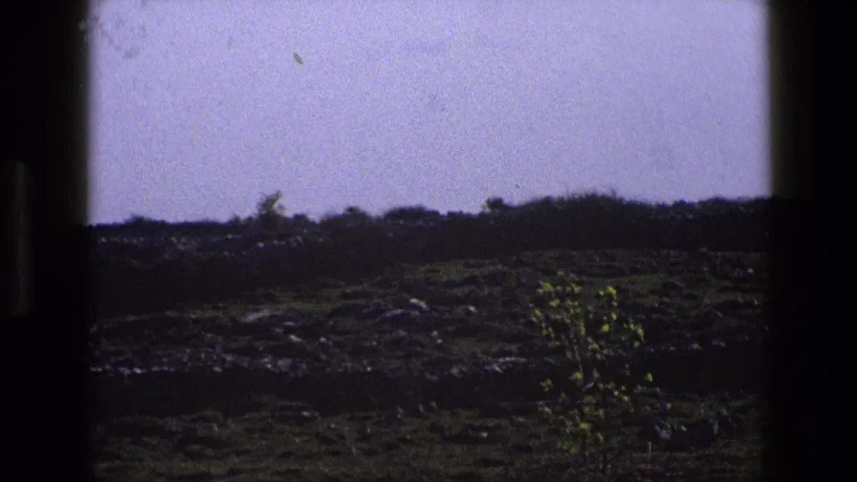 1969 England countryside view with green grass, stones, a small tree, and a dark hedgerow across the horizon.