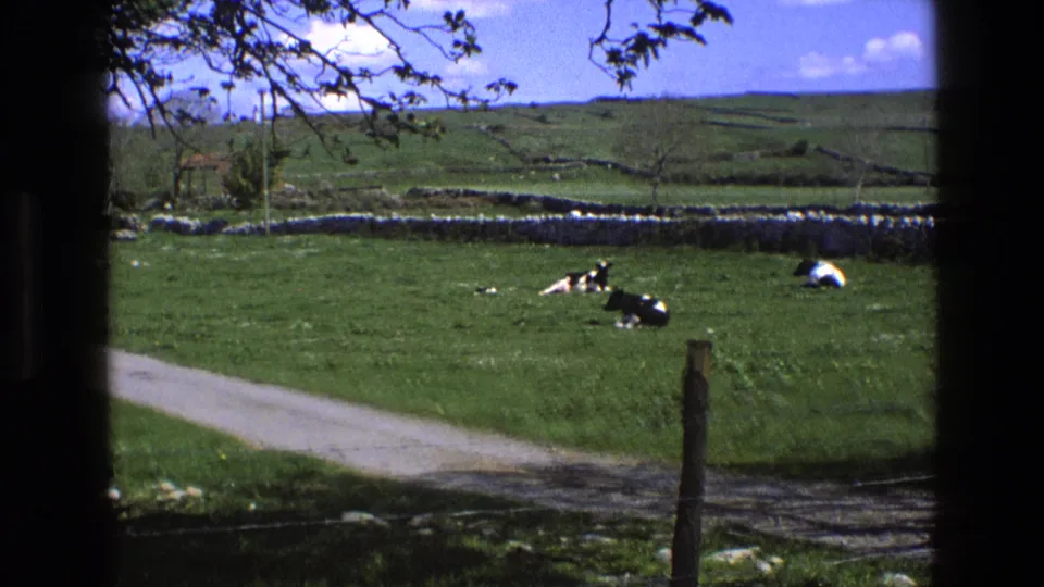1969 England 8mm view of cows lying in green pasture near a narrow road, dry-stone walls, rolling fields, and overhanging branches.