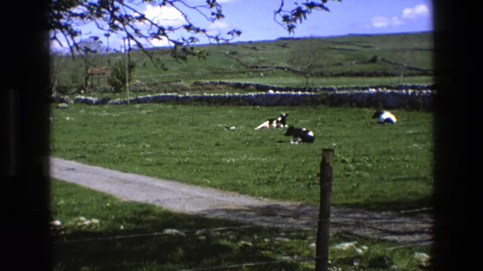 Rural England pasture view from 1969 showing resting black-and-white cows, a curving farm track, stone walls, and distant hills.