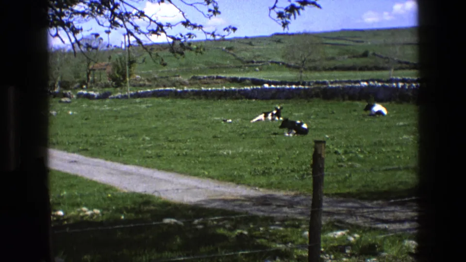 1969 England home-movie frame of dairy cattle resting in pasture, with a narrow track, dry-stone wall, fence post, and branches overhead.