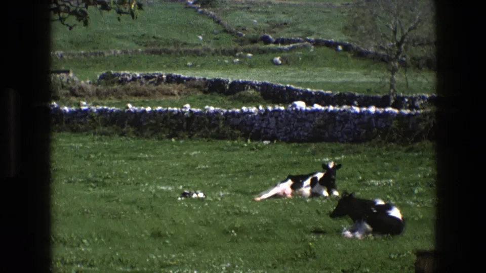 End frame from 1969 England footage showing two black-and-white cows resting in grass below dry-stone walls and low green hills.