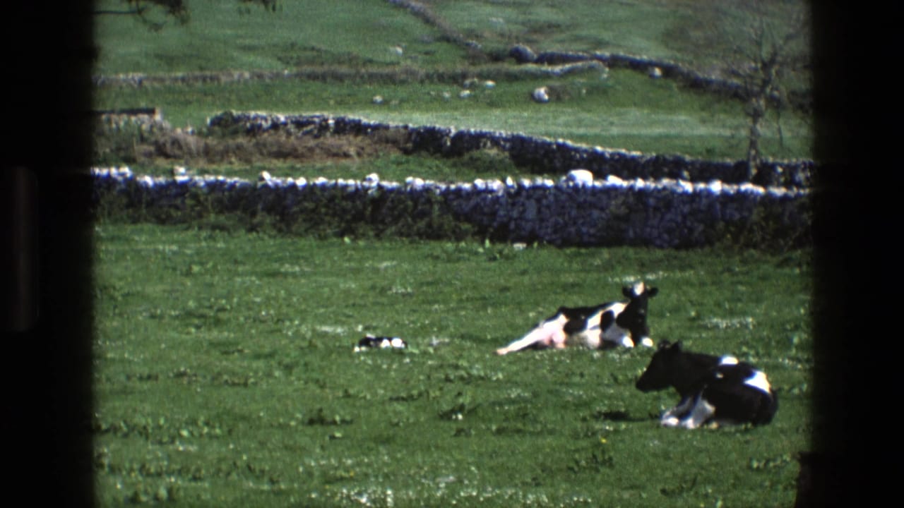 1969 England 8mm frame showing Holstein cows lying in a green pasture near a dry-stone wall, seen through dark edge framing.