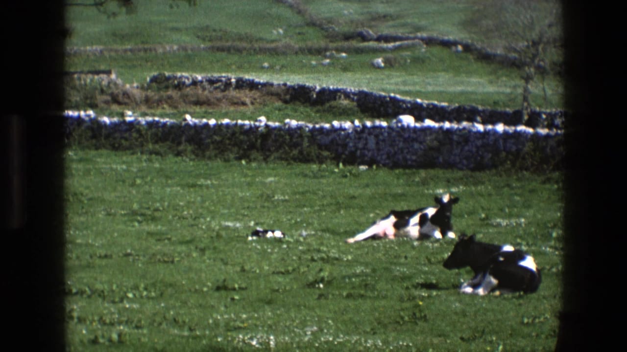 Cows lying on grass in a pasture with a stone wall and fields beyond.