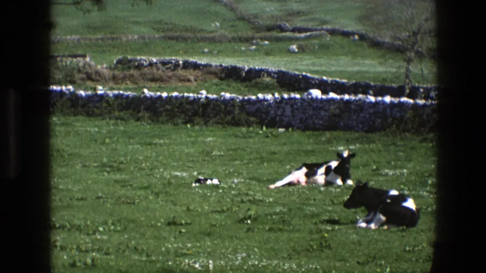 1969 England 8mm frame of resting Holstein cows in a bright green field, with dry-stone walling and open countryside behind them.