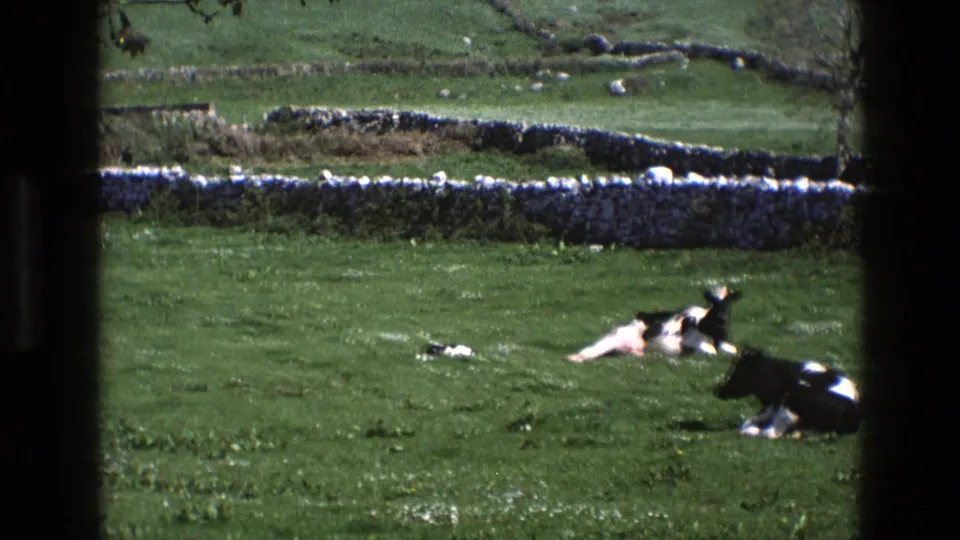 1969 England 8mm frame with two Holstein cows resting in pasture, a dry-stone wall behind them, and dark window-like edges around the view.