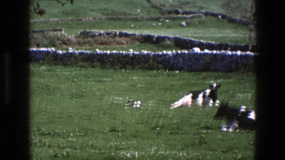1969 England 8mm frame showing Holstein cattle resting in a green pasture with stone walls and rolling fields in the background.